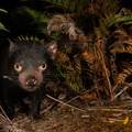 Tasmanian Devil by Jasmine Vink, Maria Island, Australia